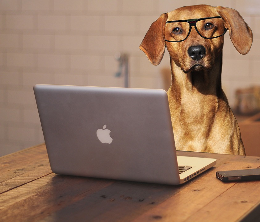 Computer-Laptop-Office-Glasses-Spectacles-Dog-2983021